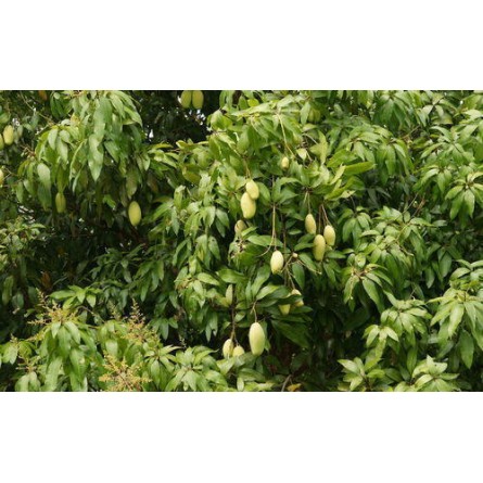 Chaunsa Mango Plant